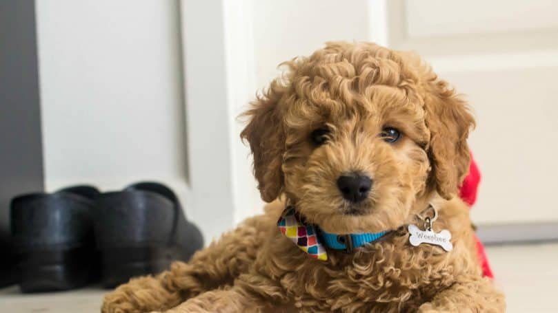 mini goldendoodle photo