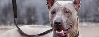 the head of dog breed Thai Ridgeback