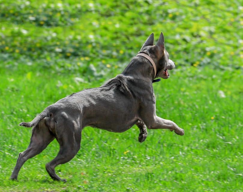 Thai Ridgeback on walk in the green park