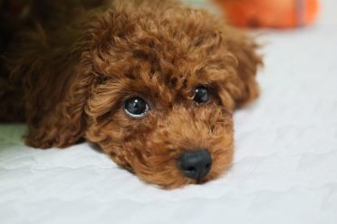 Toy Poodle