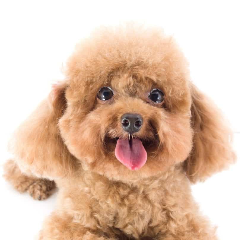 fluffy Red Toy Poodle puppy