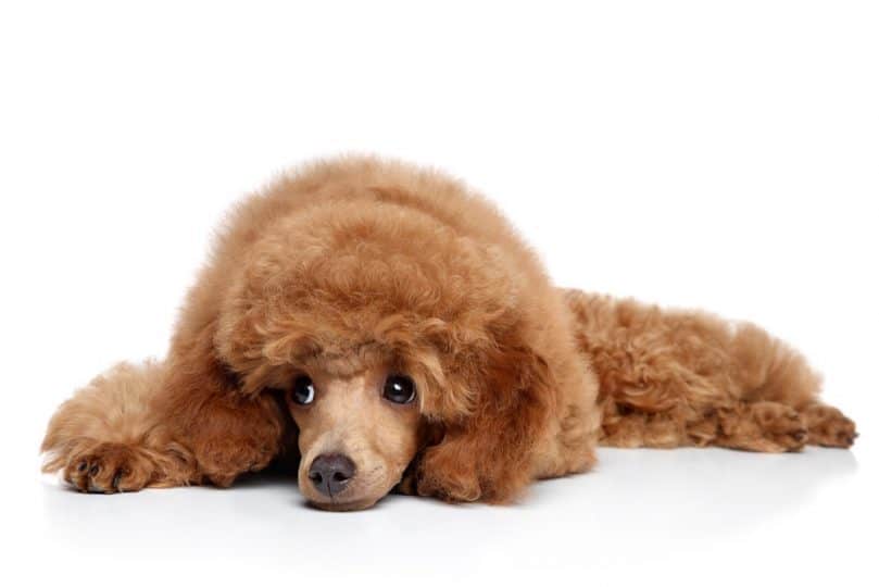 Red Toy Poodle puppy on a white background