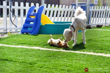 Two dogs are interacting in a play area of a dog boarding kennel