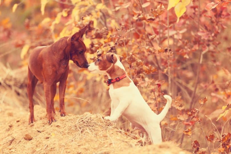 two dogs of different breed getting to know each other before mating