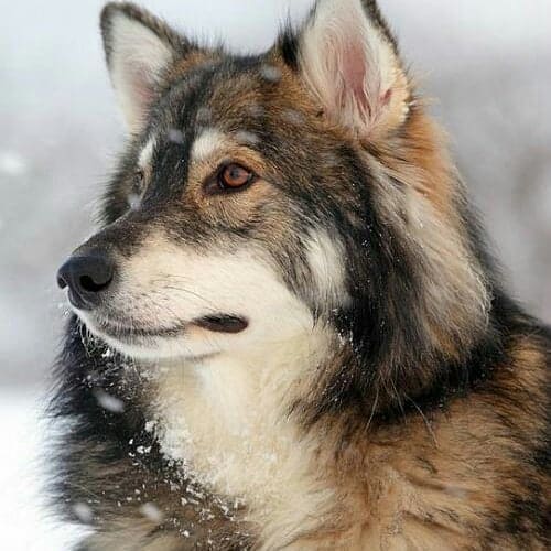 Head shot of an Utonagan in the snow