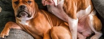 Two Bull-Boxers sitting side by side