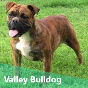 Valley Bulldog also known as Boxer Bulldog Mix