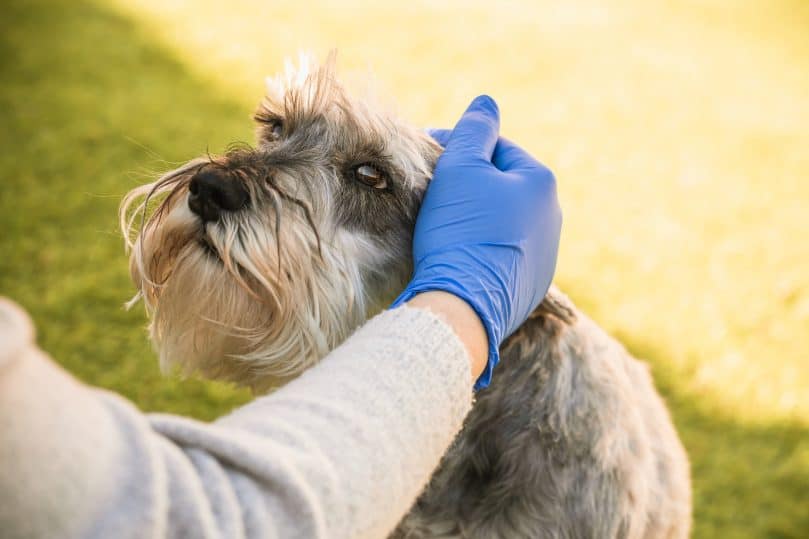 An owner wearing gloves while petting her dog during the Coronavirus pandemic