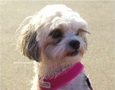 White and black Zuchon with pink collar