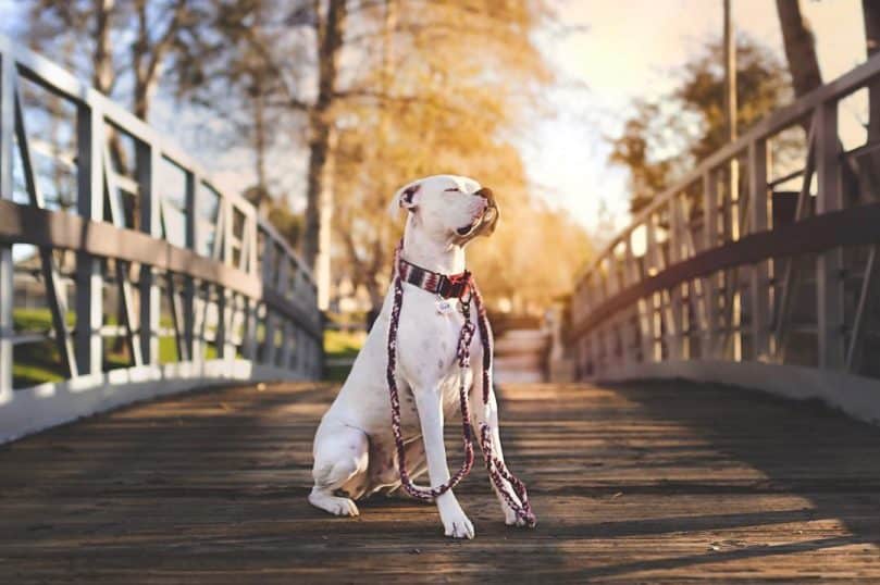 White Boxer sitting outdoors