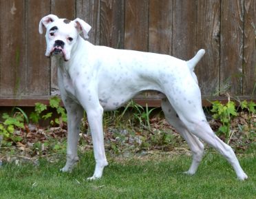 White Boxer