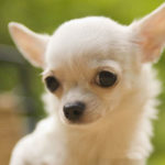 white chihuahua