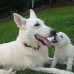 white german shepherd puppies