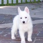 white german shepherd puppies