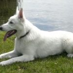 white german shepherd