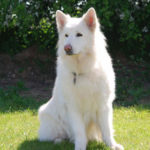 white german shepherd