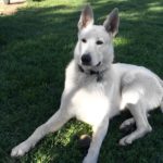 white german shepherd