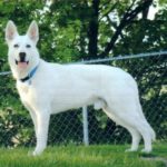 white german shepherd