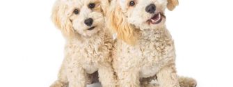 Two White Havanese Dogs