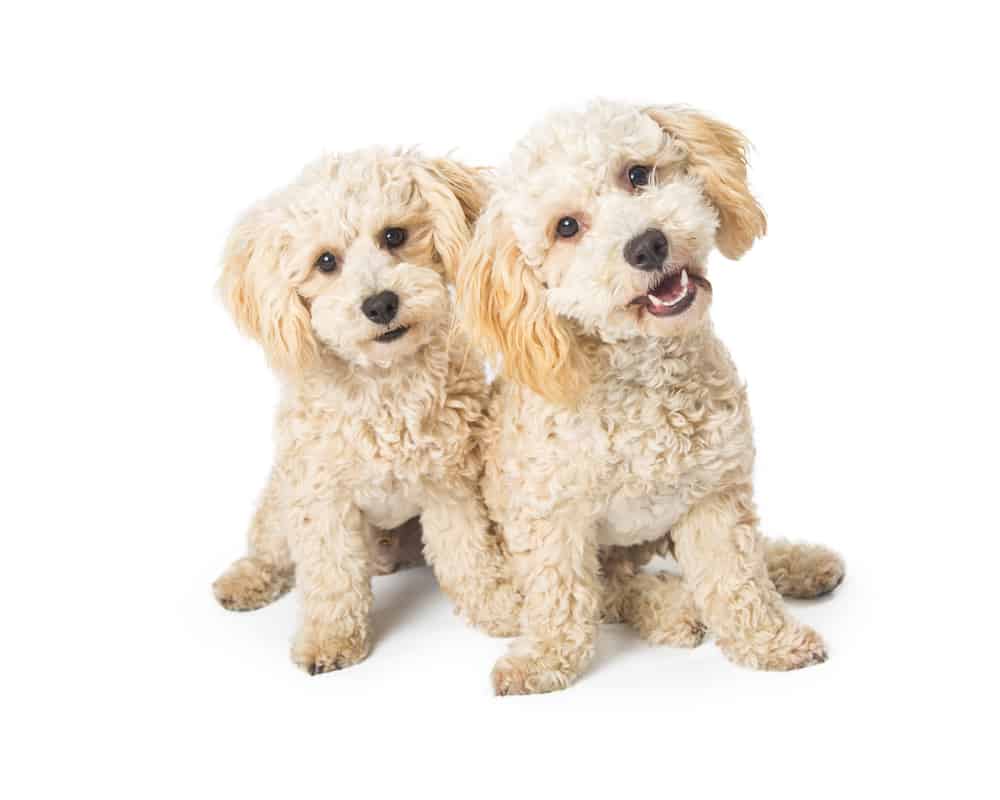 Two White Havanese Dogs