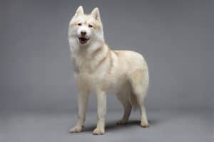 Portrait of white husky dog on gray background