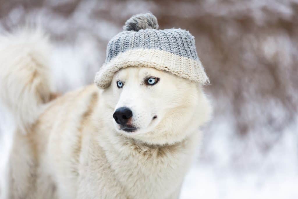 at a glance: our choices for the best dog food for huskies dog and husky puppy food White husky dog wearing a hat in winter siberian husky 