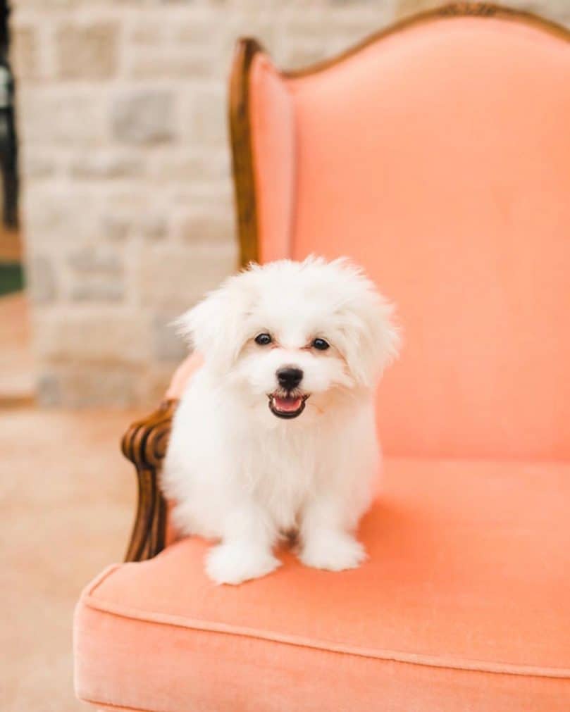 white pomapoo