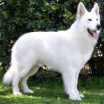 white shepherd