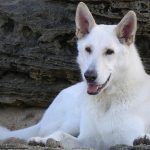 white shepherd