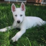 white-siberian-husky_4