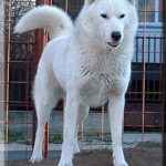 white-siberian-husky_5