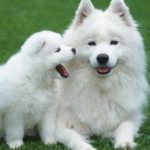 white-siberian-husky_6