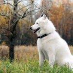 white-siberian-husky_8