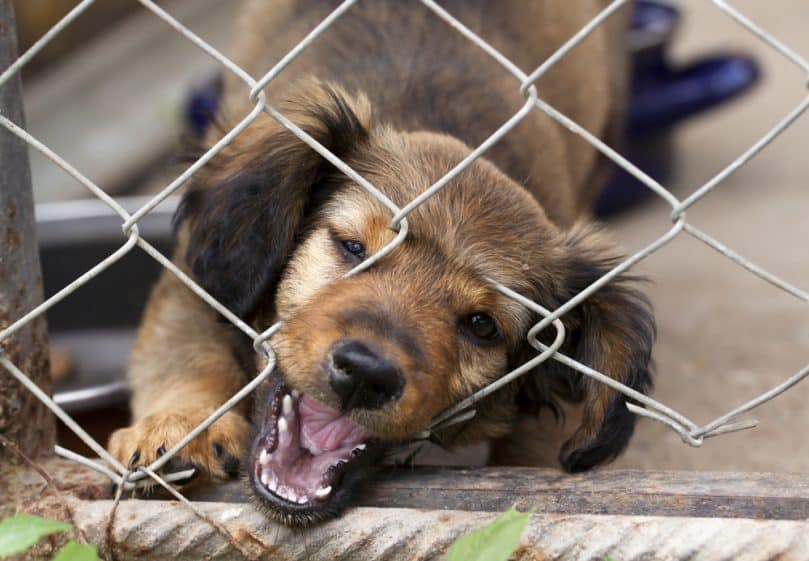 Dachshund puppy biting at a wire mesh fence