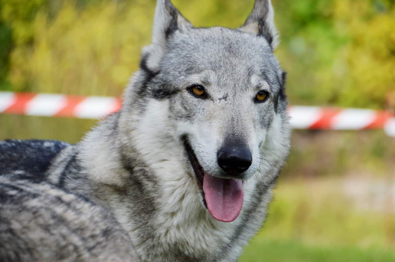 German Shepherd Wolf hybrid with tongue out