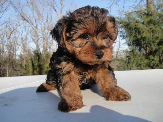 Yorkiepoo