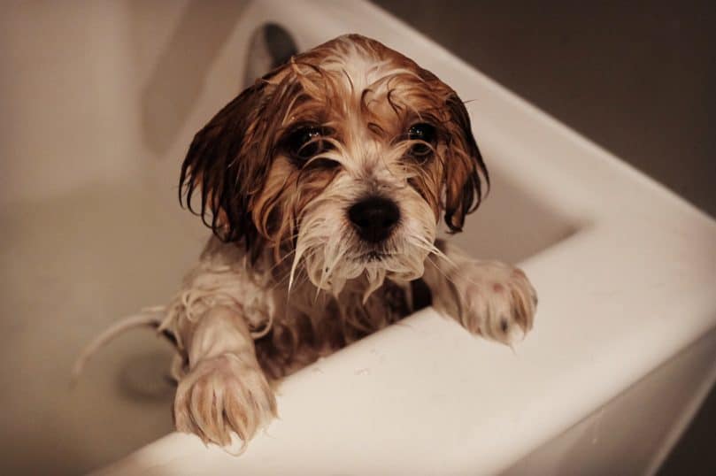 White and tan Zuchon soaking wet in the bath