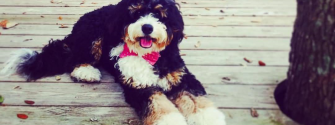 Meet The Loveable Bernedoodle (Bernese Mountain dog & Poodle mix)!