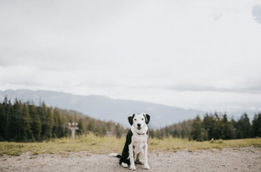 Beautiful photo of a fully grown Border Collie Lab Mix. 