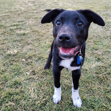 Shot of a Border Collie Lab Mix puppy 