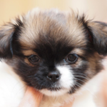 Chihuahua Shih Tzu Mix