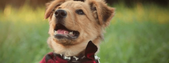 Adorable Golden Shepherd puppy