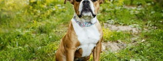 Full grown Victorian Bulldog sitting in a field.