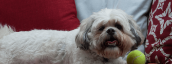 Cute white Zuchon lying on couch